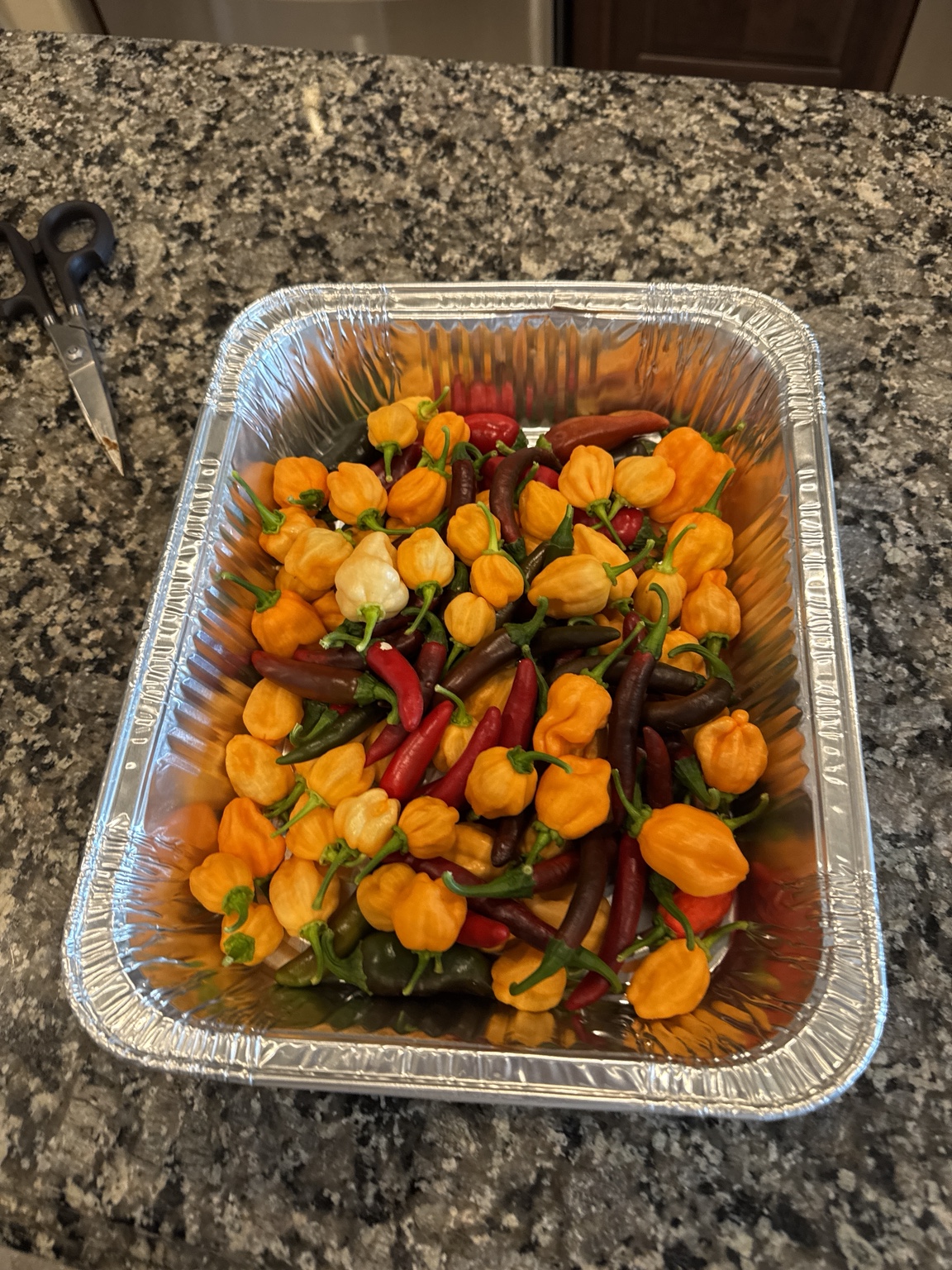 Fresh pepper harvest